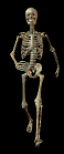 bones